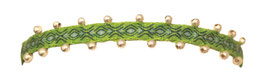 Bracelet Tissé 20 perles (4)