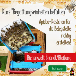 Kurs: "Begattungseinheiten (Apidea) für die Belegstelle richtig erstellen" in der Bienenwelt Bründl/Bleiburg
