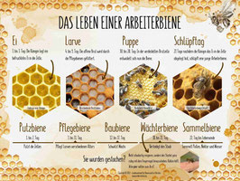 Lehrtafel "DAS LEBEN DER ARBEITERBIENE"