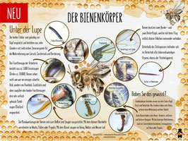 Ergänzungstafel "DER BIENENKÖRPER"