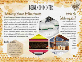 Lehrtafel "BIENEN IM WINTER"