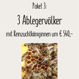 Paket 3: 3 Ableger mit Reinzuchtköniginnen