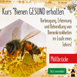 Kurs: "Bienen gesund erhalten" im GH Kreinerhof Möllbrücke