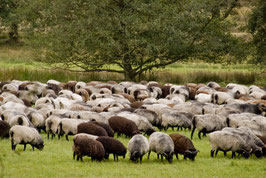 „Kultur & Natur“ in der Lüneburger Heide