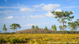 Cypress Dome