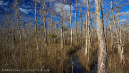 Big Cypress from Loop Road