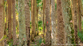 Palm Forest in Tosohatchee