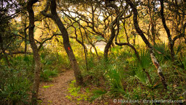 Trail in Ocala Oak Hammock