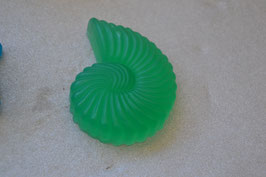 Caracol grande  /  Sea Snail large  /  Seeschnecke gross