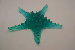 Estrella del Mar grand//  Seastar large  //  Seestern gross