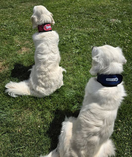 Aqua Coolkeeper collar