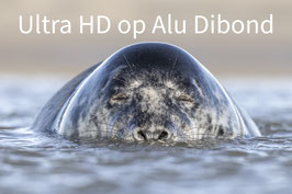 Koop een foto op Aluminium Dibond