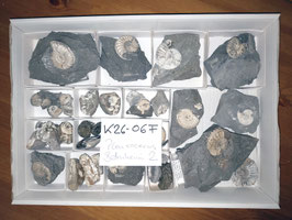 Pleuroceras Buttenheim 2