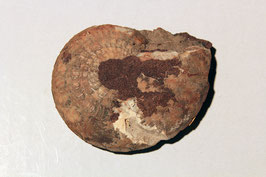 "Ammonites Murchisonae" von Aalen