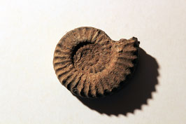 "Ammonites Bucklandi" (historisches Stück)