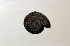 "Ammonites raricostatus"