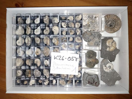 Pleuroceras Buttenheim 1