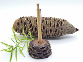 Stiftehalter aus einem Banksiazapfen