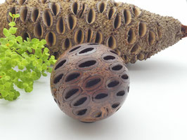 Kugel aus einem Banksiazapfen 63 mm