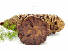 Vase aus Holz - Banksia-Zapfen