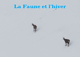SORTIES THÉMATIQUES - Faune et Hiver