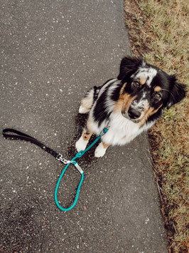 Abendvortrag "Der pubertierende Hund"