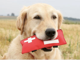 Erste Hilfe Kurs für Hunde
