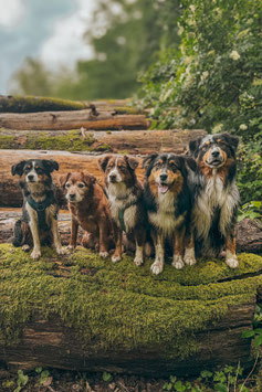Voranmeldung Hundebetreuung