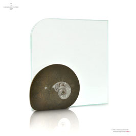 AMMONITE - PORTARITRATTI