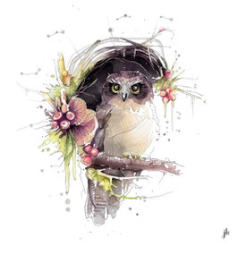 Morepork