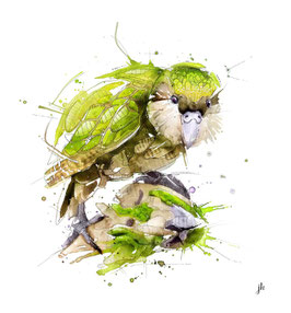 Kakapo