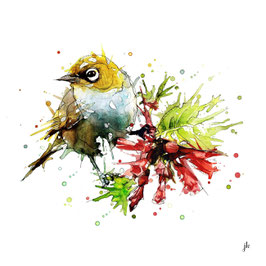 Silvereye