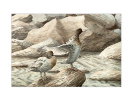 Whio (NZ Blue Duck) Pair