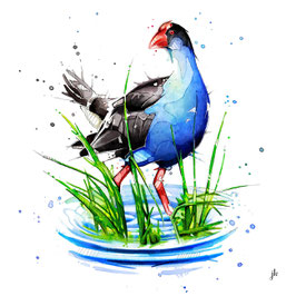 Pukeko