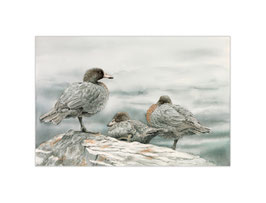 Whio (NZ Blue Duck) Pair with Chick