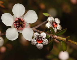 Manuka Garnet Studs