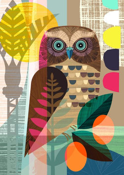 NZ Morepork
