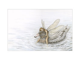 NZ Fairy with Whio