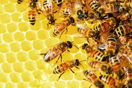 Sonntag, 26.07. Bienen-Erlebnis-Tag