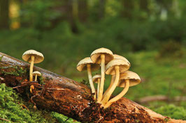 Sonntag, 12.10. Pilzwanderung