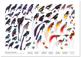 Poster Paradiesvögel