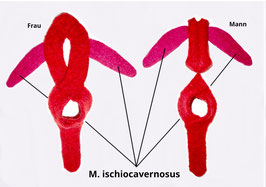 2 x m. ischiocavernosus (Schwellkörpermuskel)
