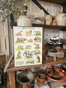 ANIMAUX SAUVAGES uralte franz Lehrtafel EDITIONS H. BOUQUET - PARIS