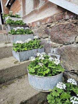 Pelargonie Fireworks white