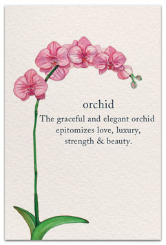 Orchid