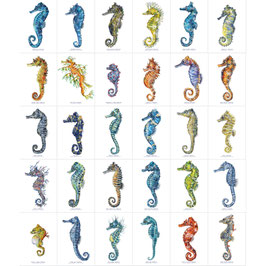 'Individual Seahorse species'