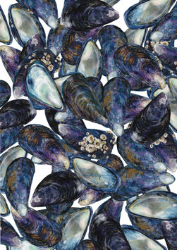 Blue Mussels (Mytilus edulis)