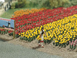 Tulpen