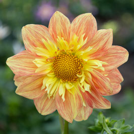 Erpeler Himmelsstürmer