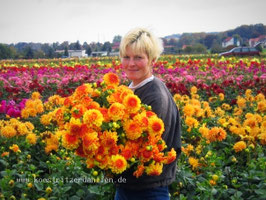 10 Dahlienknollen "Für die Vase"